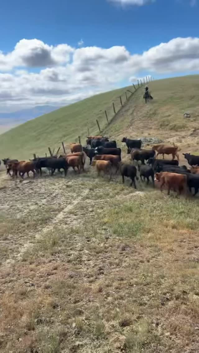 At K4 Ranches, legacy matters. Quality cattle, exceptional Quarter ...