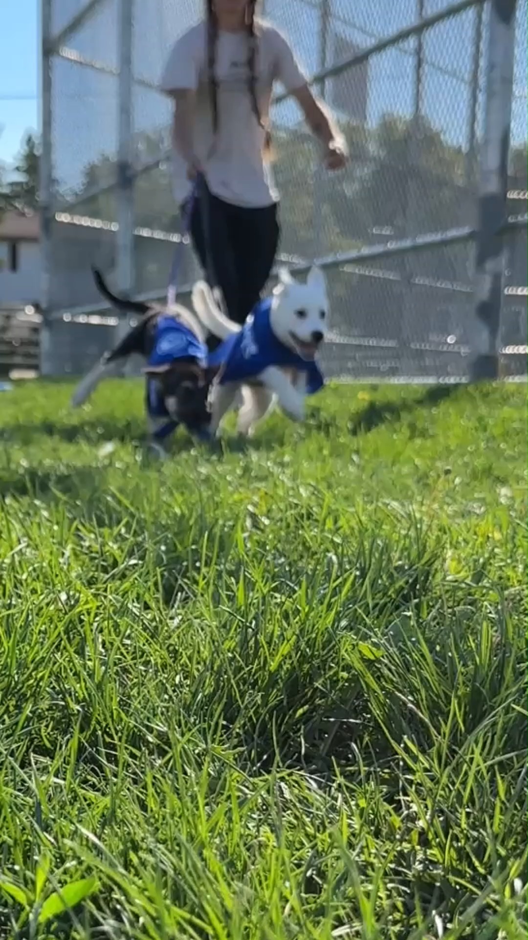 We're excited to be offering new flea, tick, and heartworm prevention ...