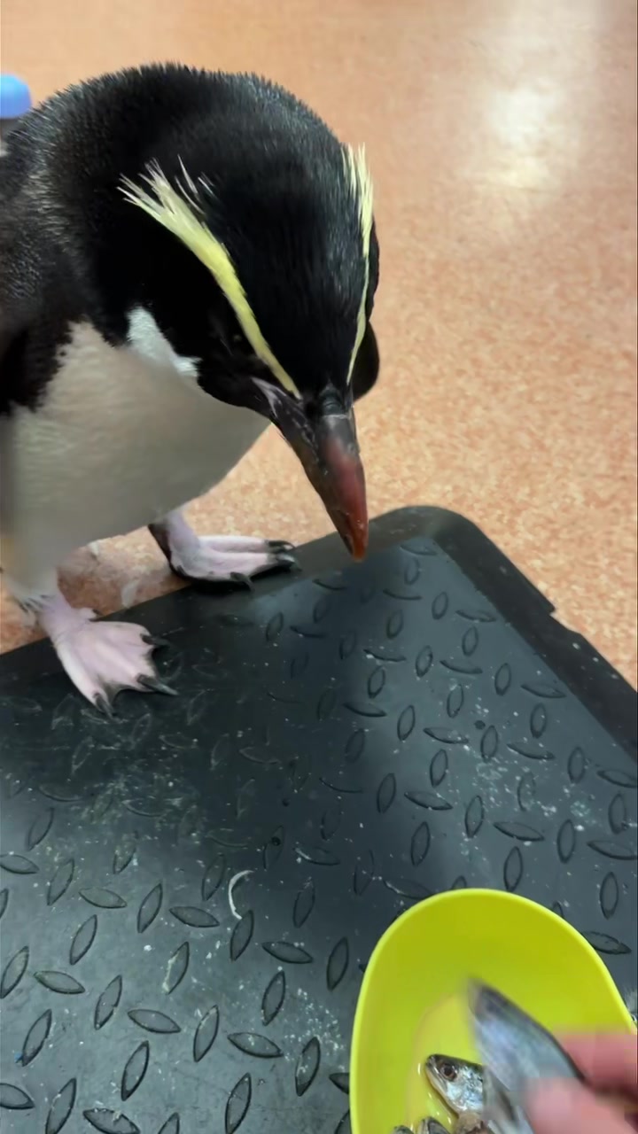 How polite is this gorgeous wee pokotiwha/snares crested penguin at ...