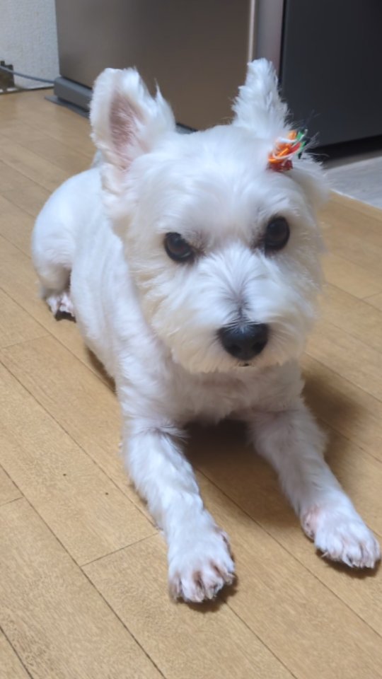 なかなかおさんぽ行かない白犬🐶 #ウエスティ #白犬 #ウエスティ沼 #いぬのいる暮らし #いぬもねこもすき #ウエストハイランドホワイト ...