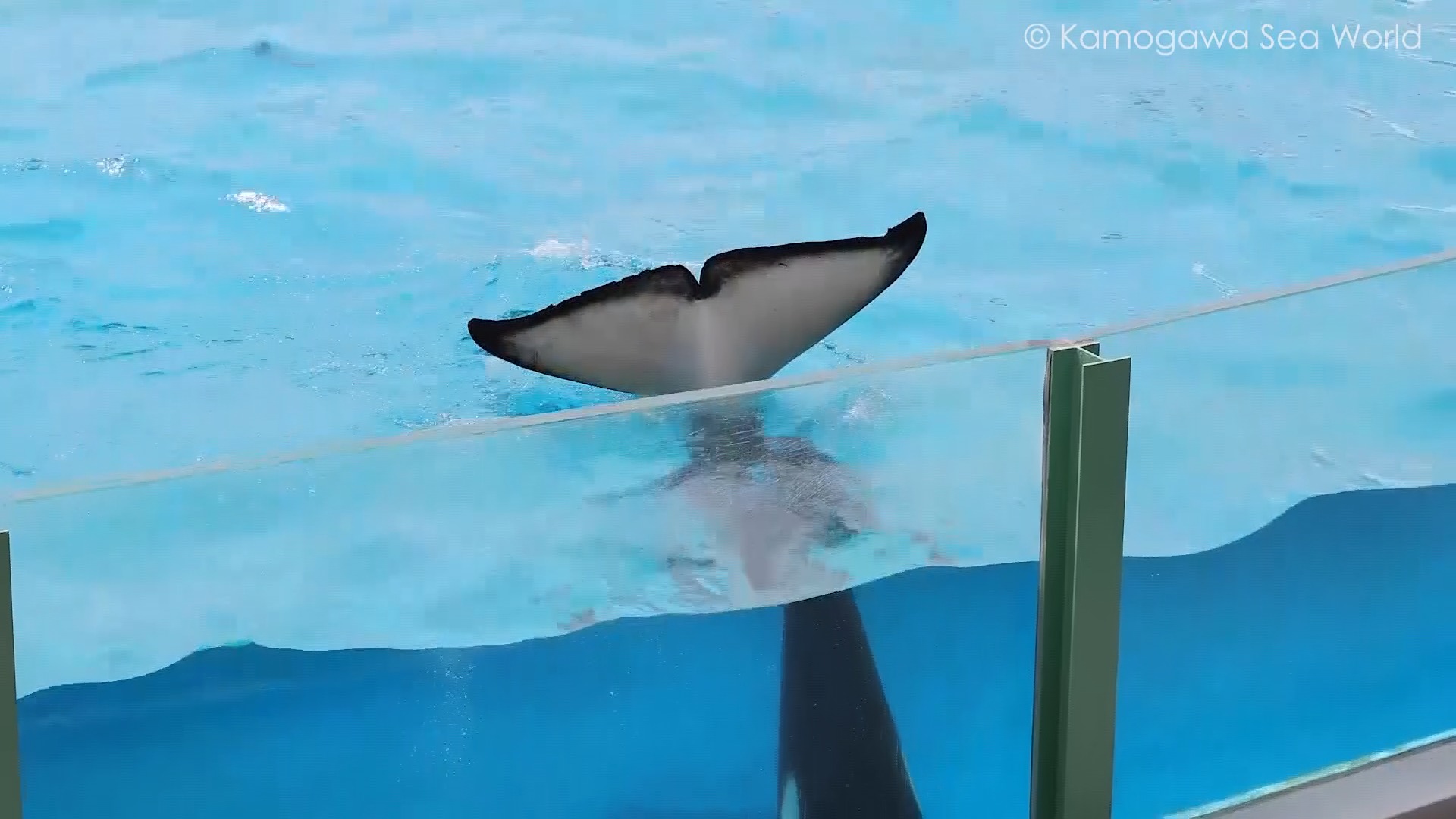 鴨川シーワールド Kamogawa Sea World | Kamogawa-shi Chiba