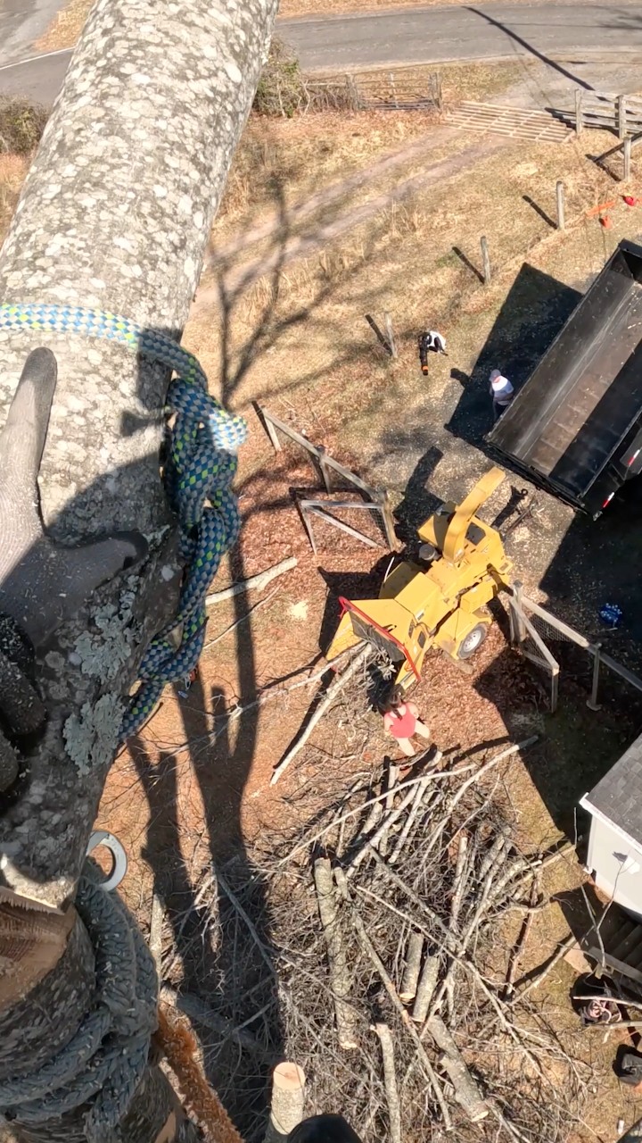 Rigging Down Red Oak Tree #arborist #lumberjack #treelife #stihl # ...