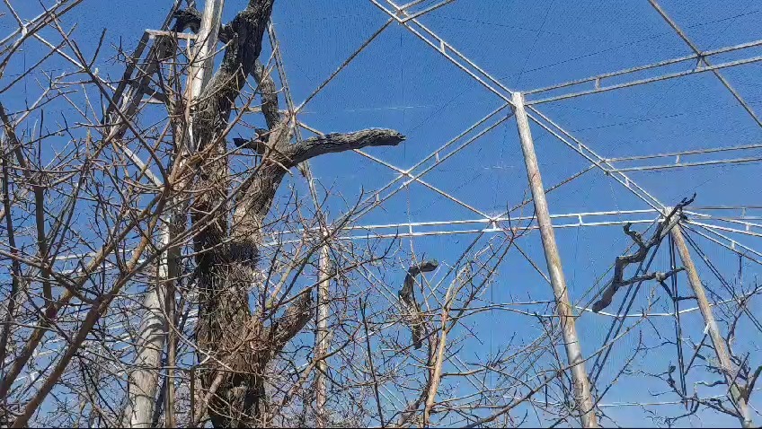 Gumpy swoops in from the top branches of his enclosure to parade his ...