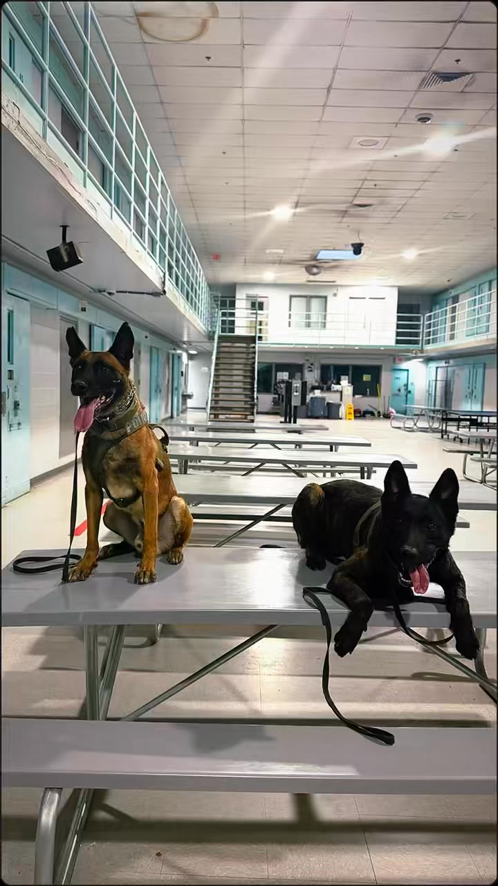 can drug dogs smell disposable vapes Keeping our facilities safe starts with prevention. NLVPD K-9 Narcotics Detection recently conducted a proactive sniff at the North Las Vegas Community Correctional Center to help prevent illegal narcotics from entering New Devices for Smoking Chain Select Flavor ::Grape Soda Ice