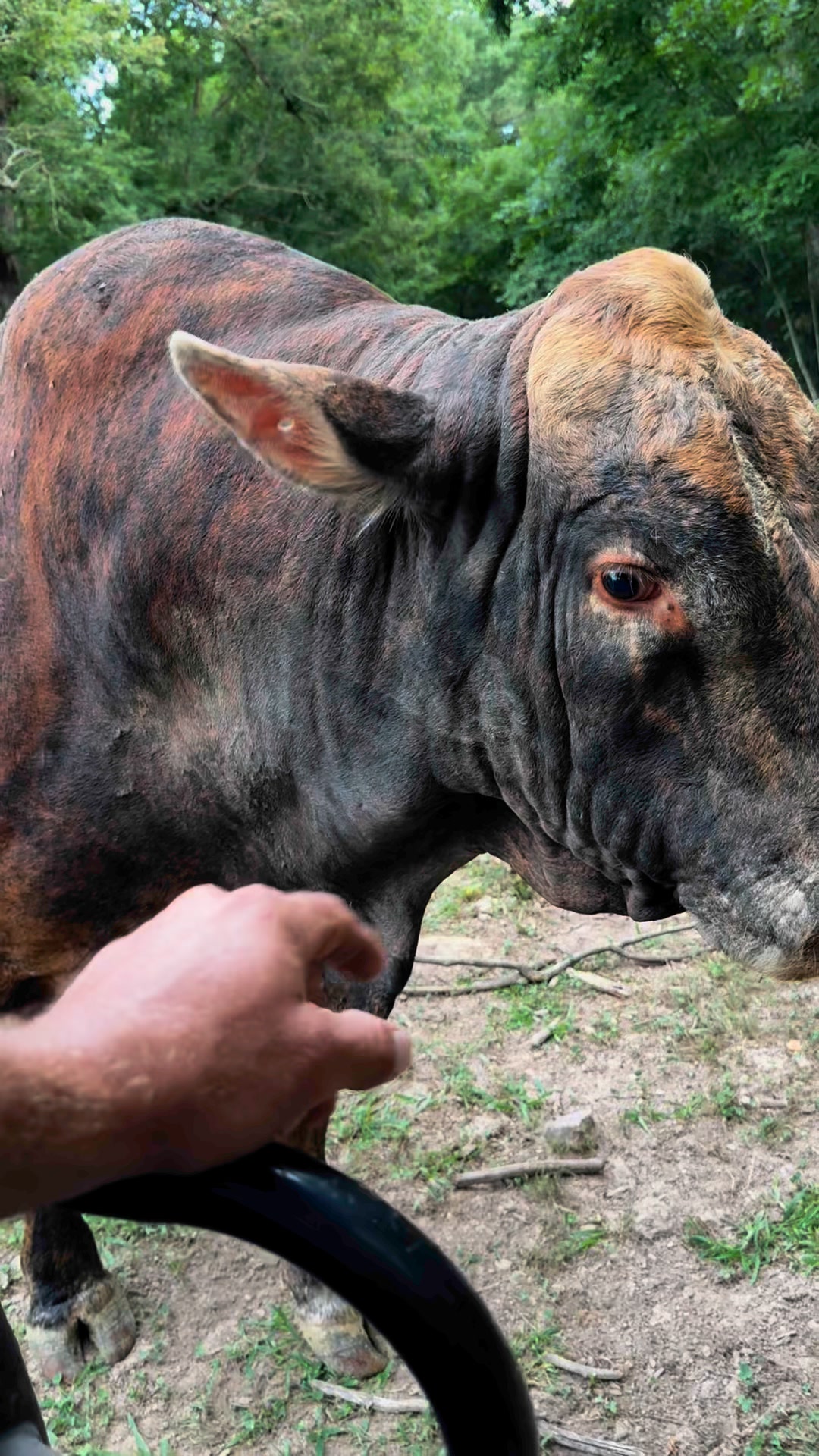 Redford being good # | Rufus The Bull | Facebook