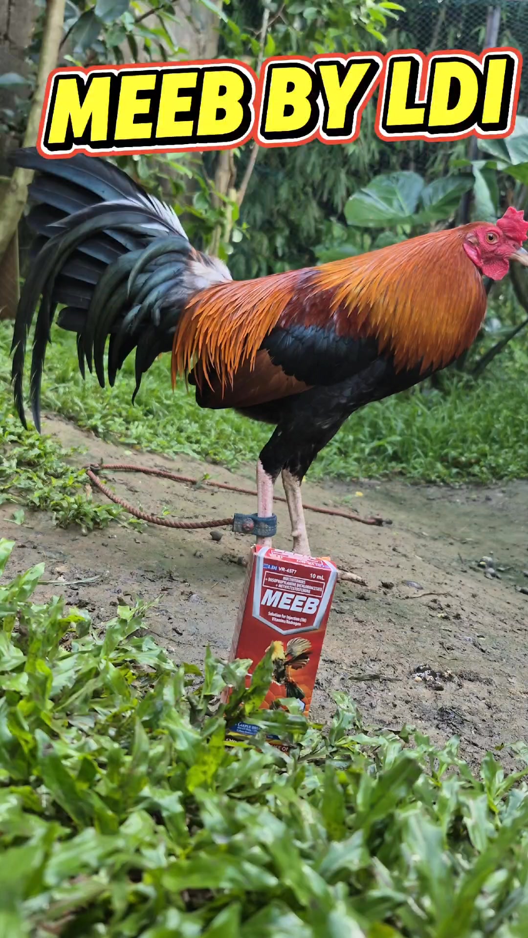 Para sa agresibong mga broodcock ngayong breeding season, MEEB ng ang ...