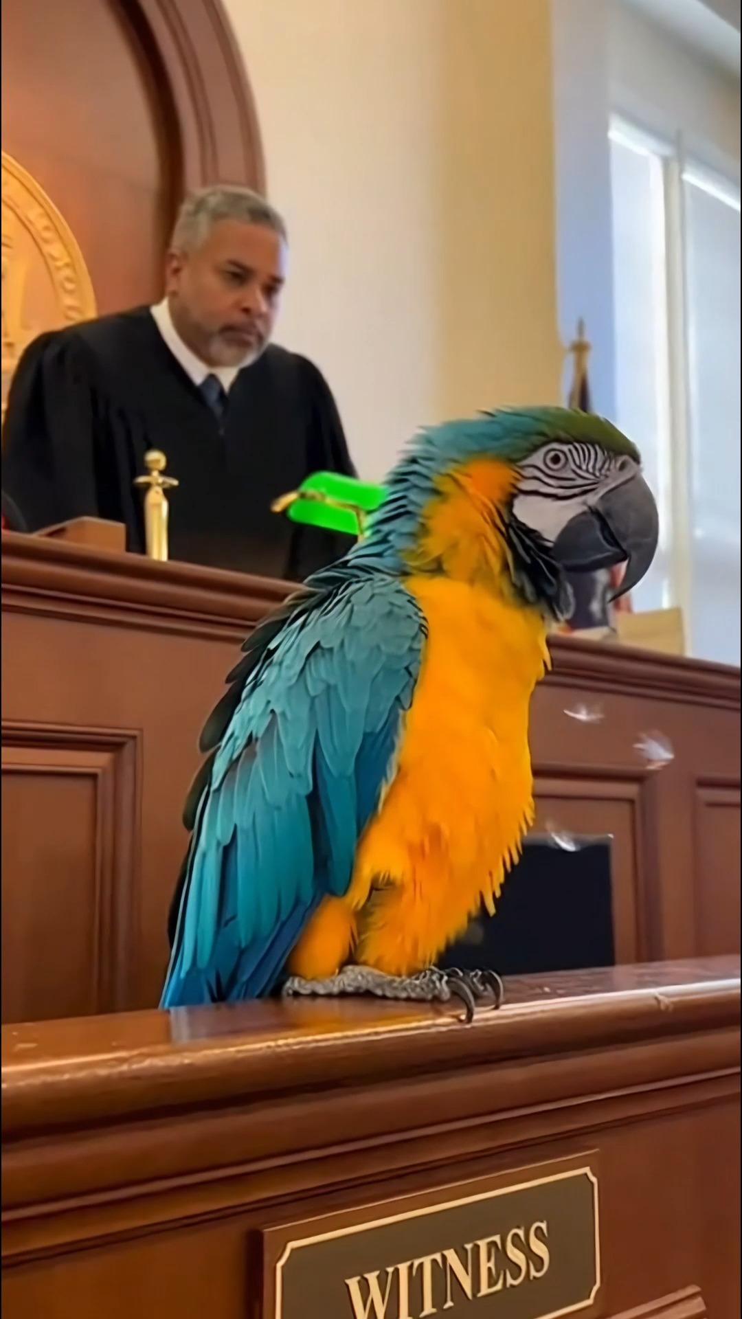 Mary, Stop Flapping! The parrot tells Mary to calm down—“Stop flapping ...