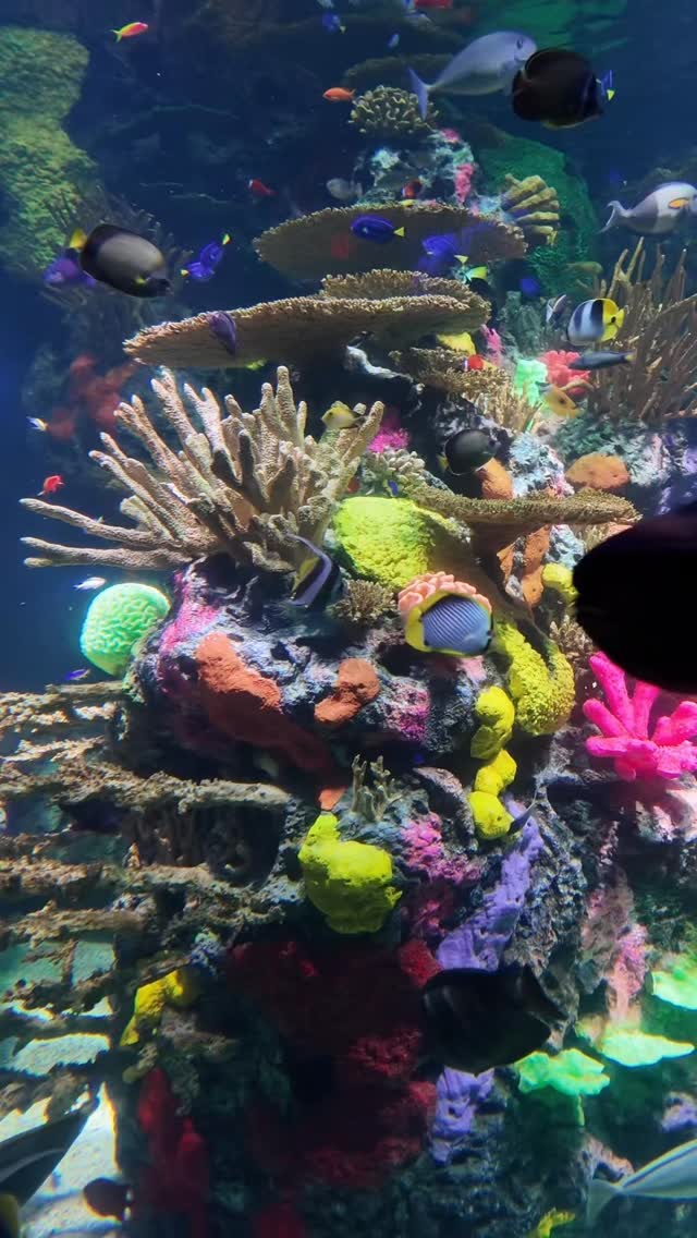 Come SEA our all new Rainbow Rock exhibit🐠 #ripleysaquarium