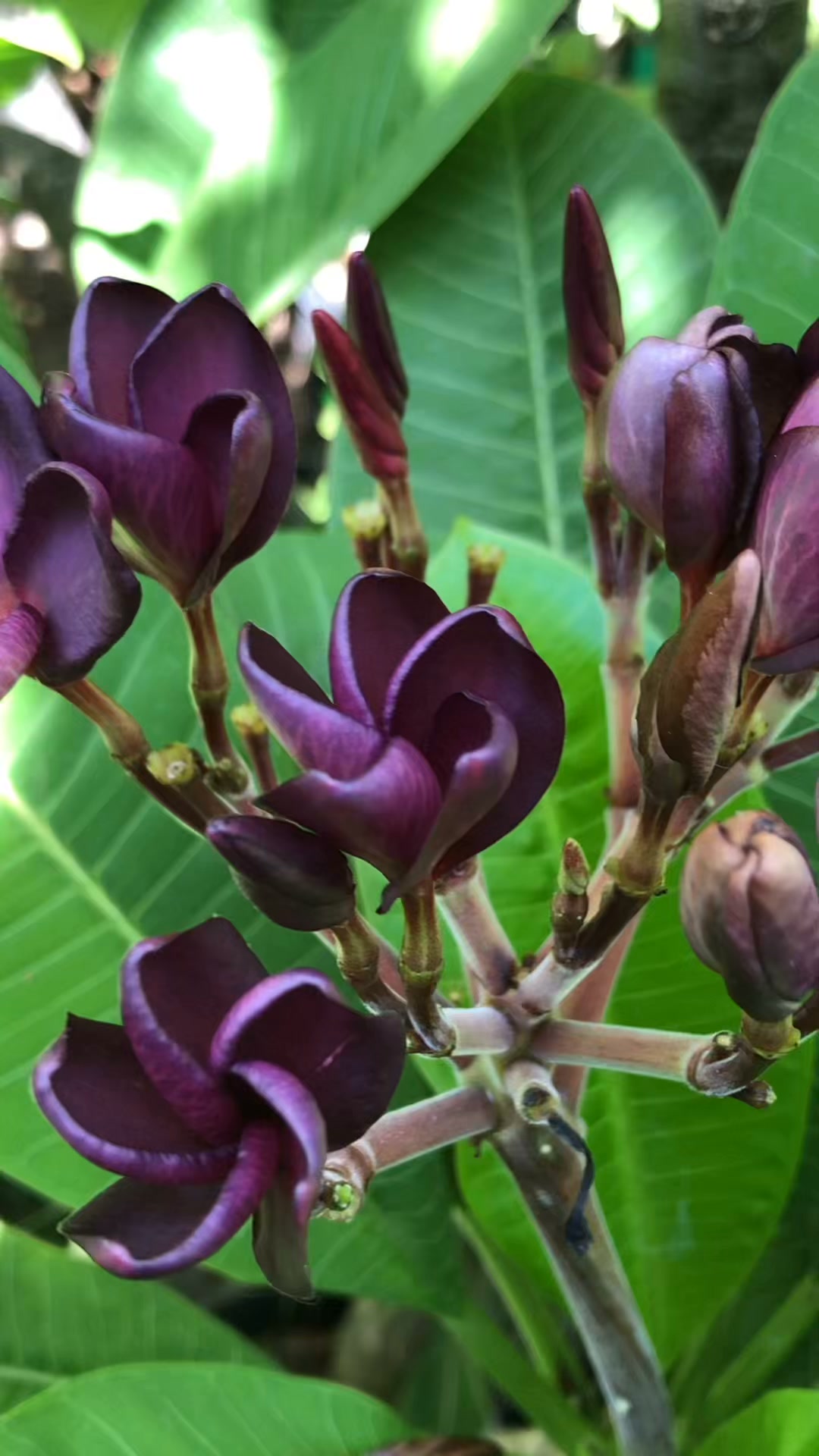Plumeria World
