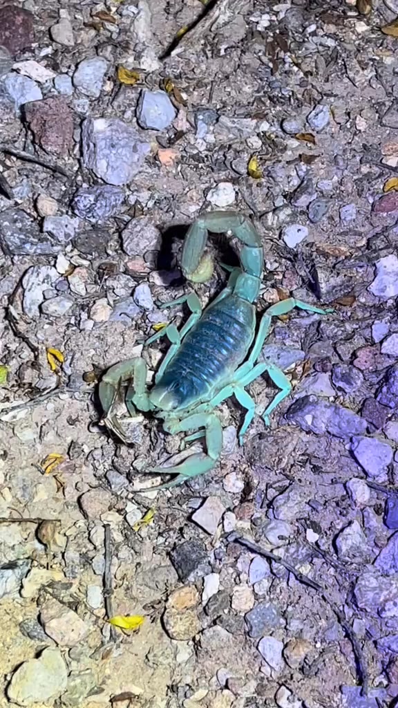 Glowing scorpion catches moth #nature #bugs | Sam Erixx | Facebook