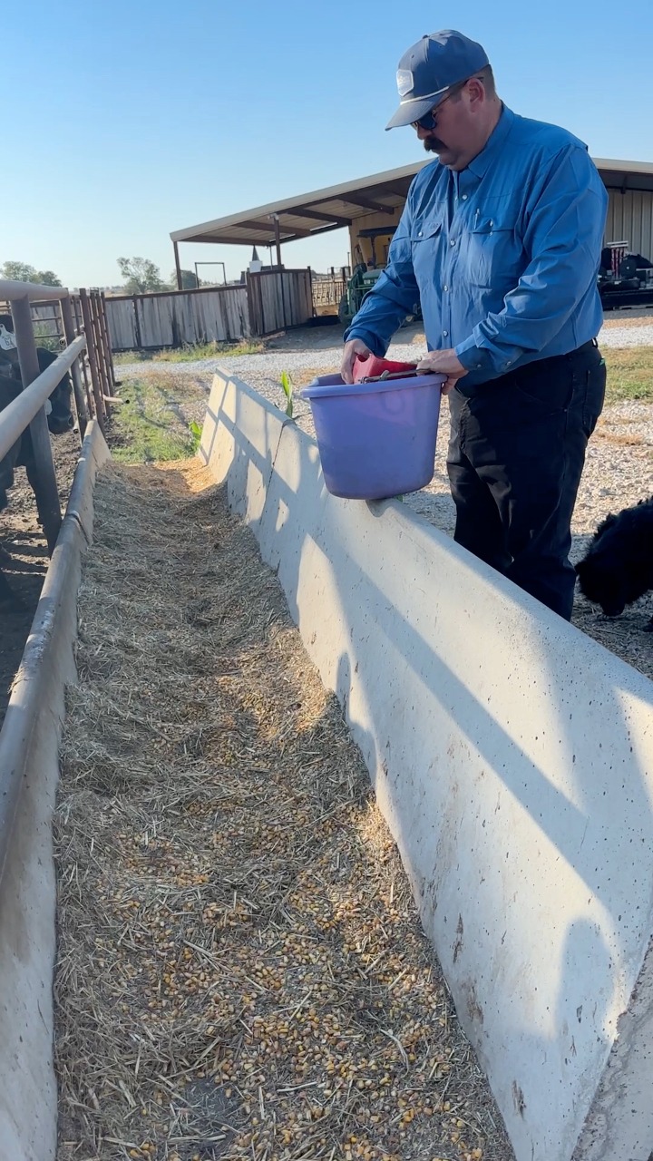 Bunch of spoiled punks #Feedlot #Steers #Ranch #Ranching #KeepRanchin ...