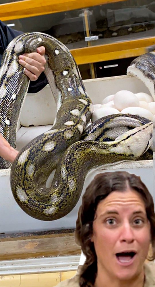One of our big Momma Pythons just laid this huge clutch😳 Pythons have ...