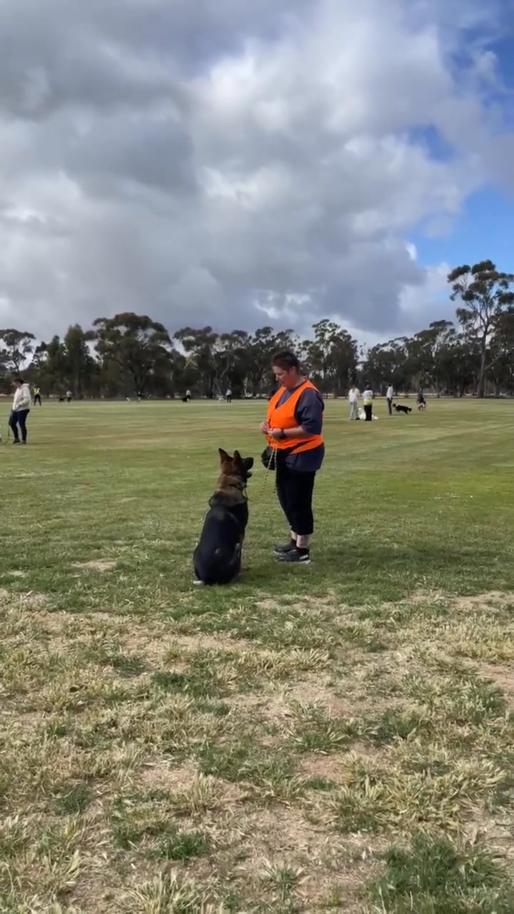 Mac our German Shepherd update. Mac entered our care in May 2025 as a ...