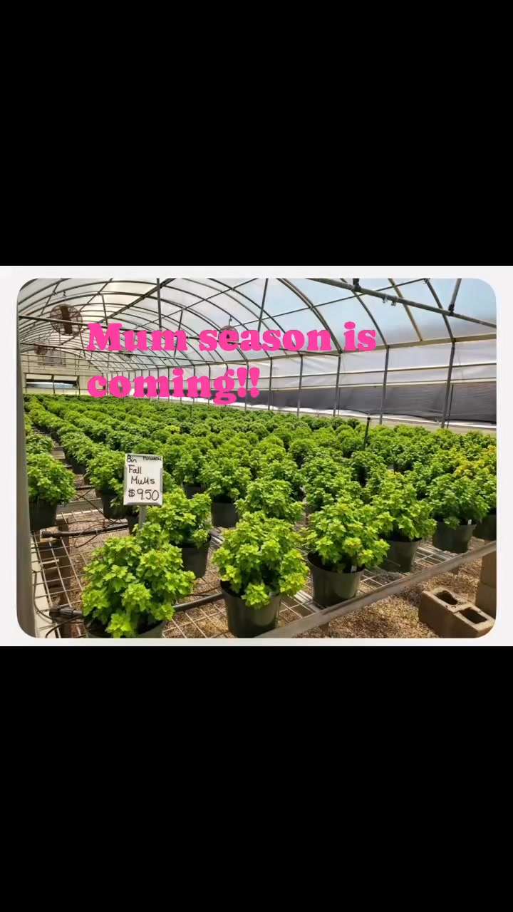 Our home grown mums are growing nicely and some are starting to form ...