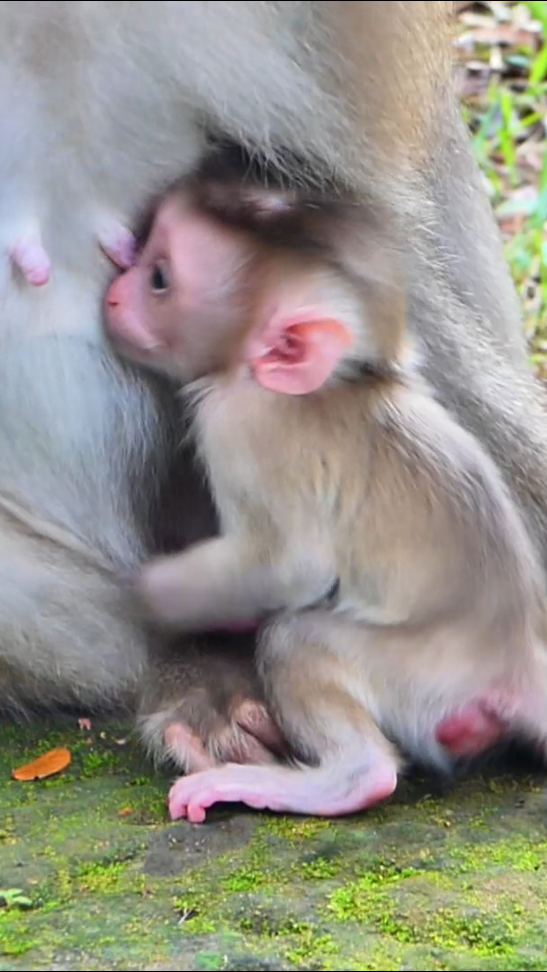 Jacee real screaming angry mom no feeding her #reelfb #fbreel #wildlife ...