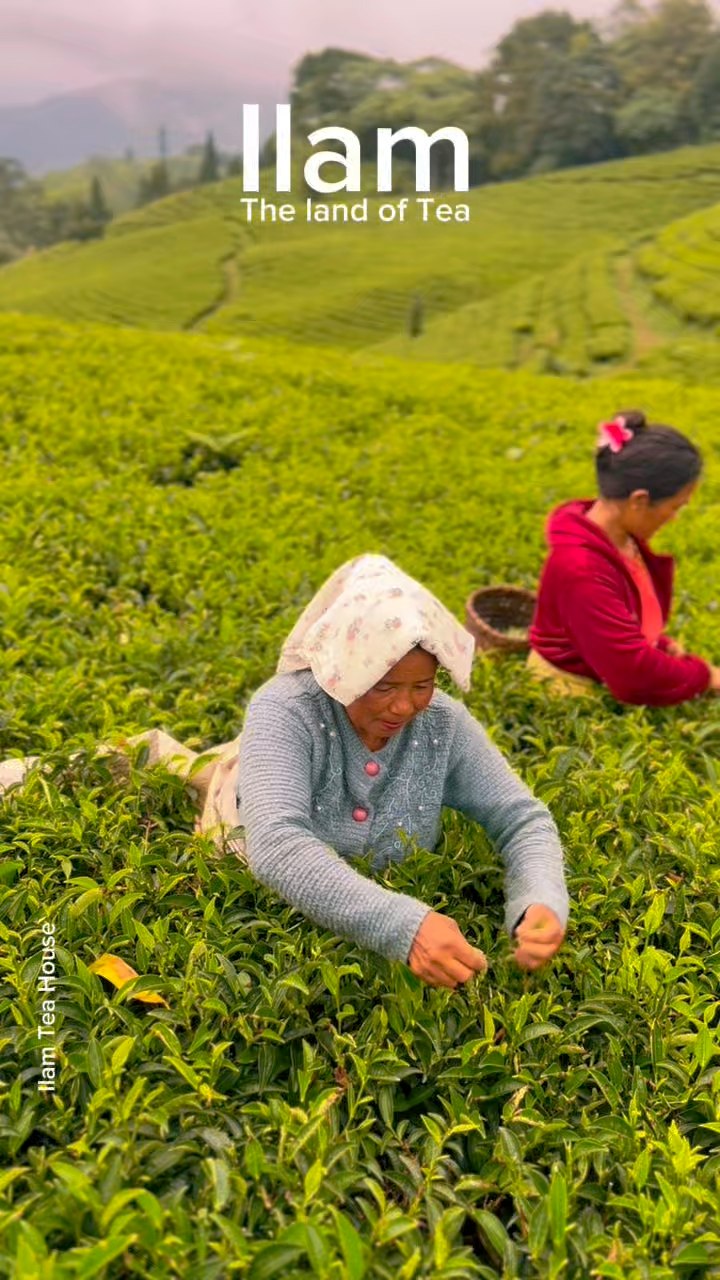 ILAM TEA HOUSE | Ilam