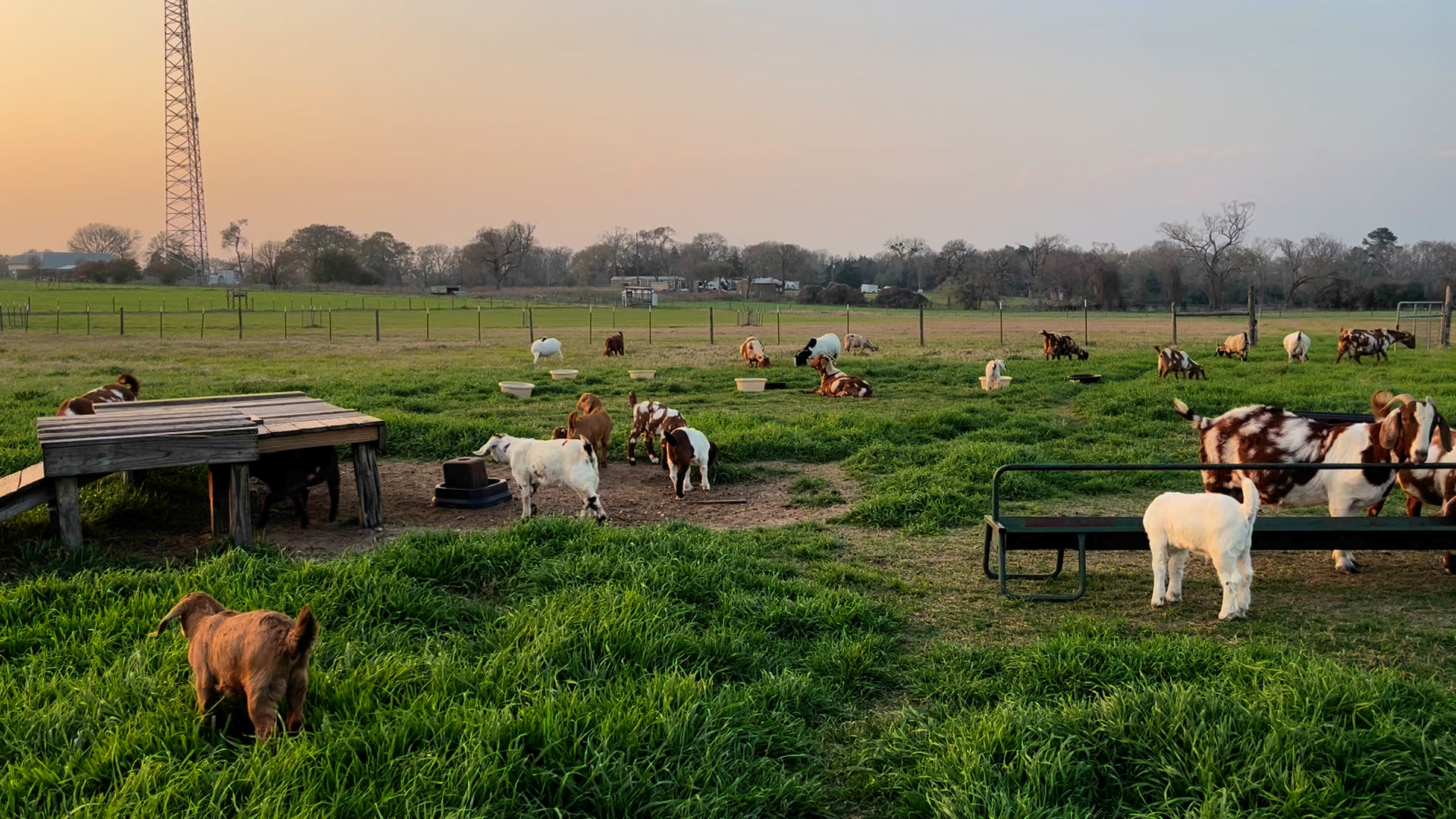 Barran Ranch | Navasota TX