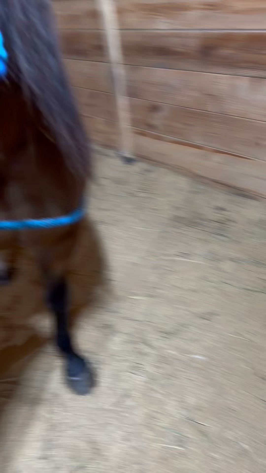 Day 2️⃣ of my mare’s journey, following one 1,800 mg dose of glutathione. Morning shows her after her second dose. , Even after the first dose, I noticed a positive change in her overall energy and 