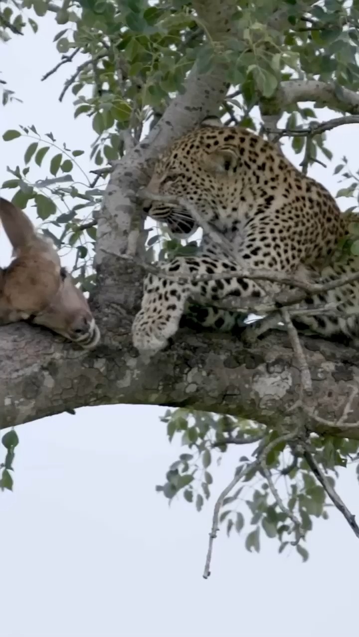 Leopard Plays with Dinner Before Devouring It! #lion #zebra #deer # ...