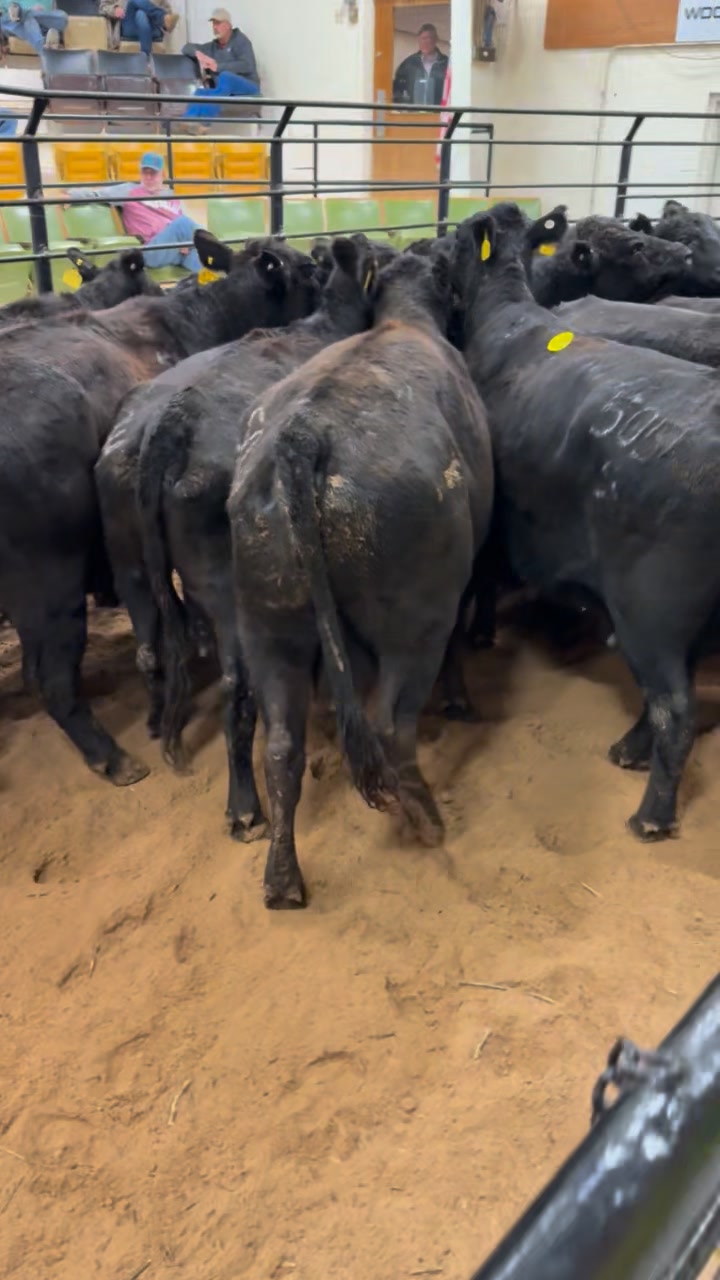 Sold 2/3/26: 17 Old Bred Cows Bred 7-7+ $2850 | Woodward Livestock ...