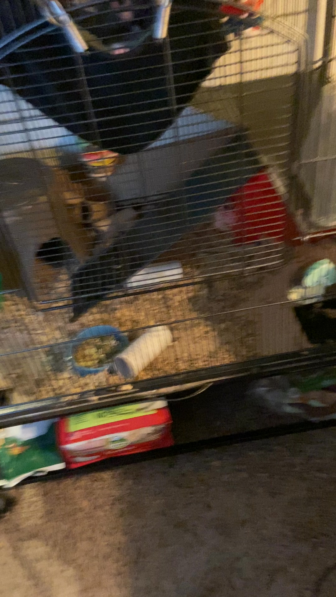Rattie Bros get their little avocado toasts. It was only slightly ...