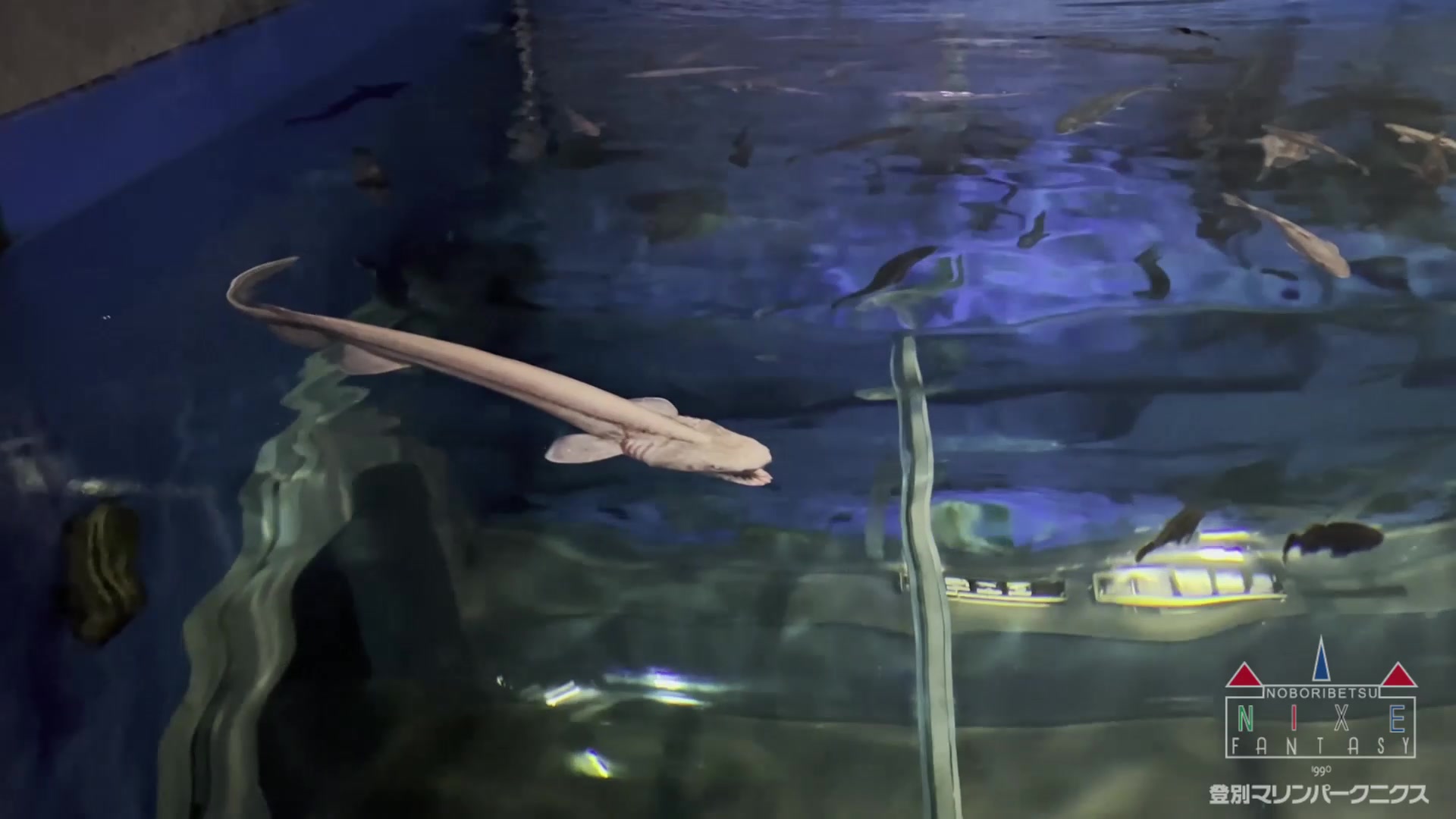 ラブカ 水族館 死亡