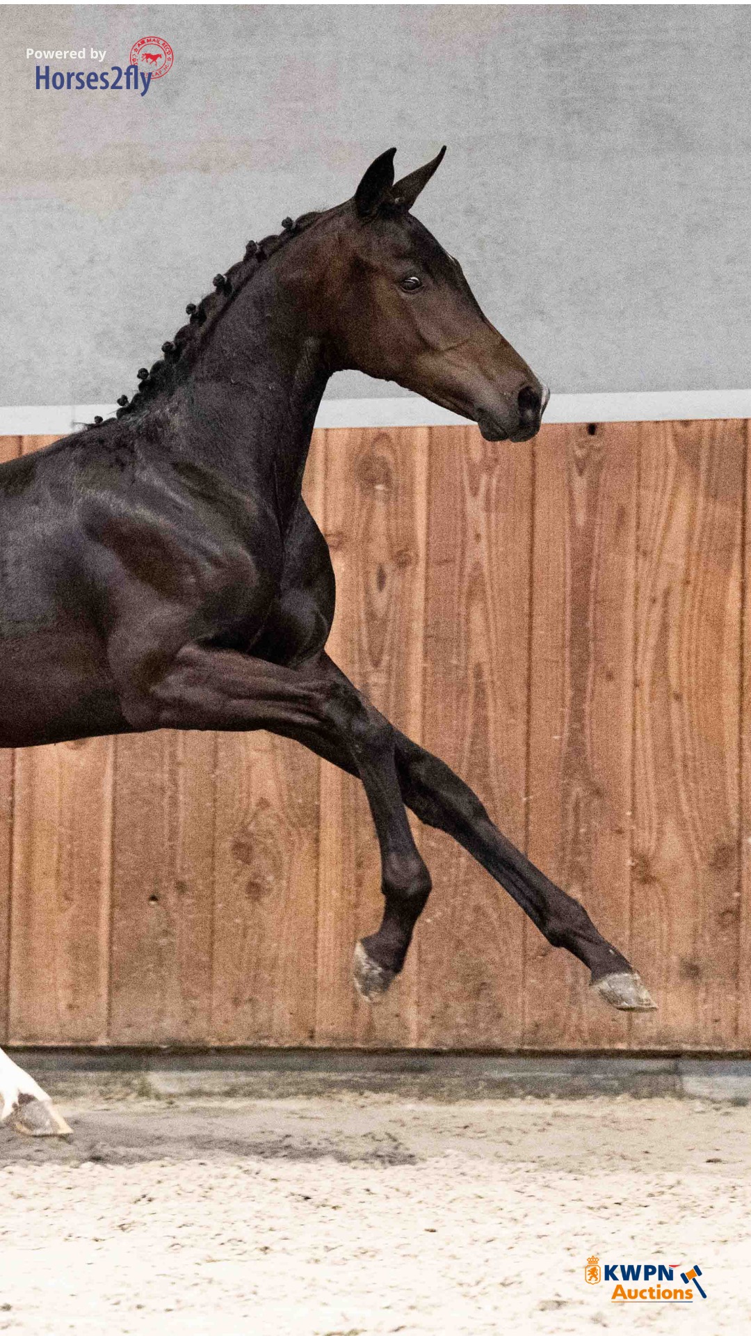 One of our highlights: Wizard Taonga ✨ His sire Obsession Taonga