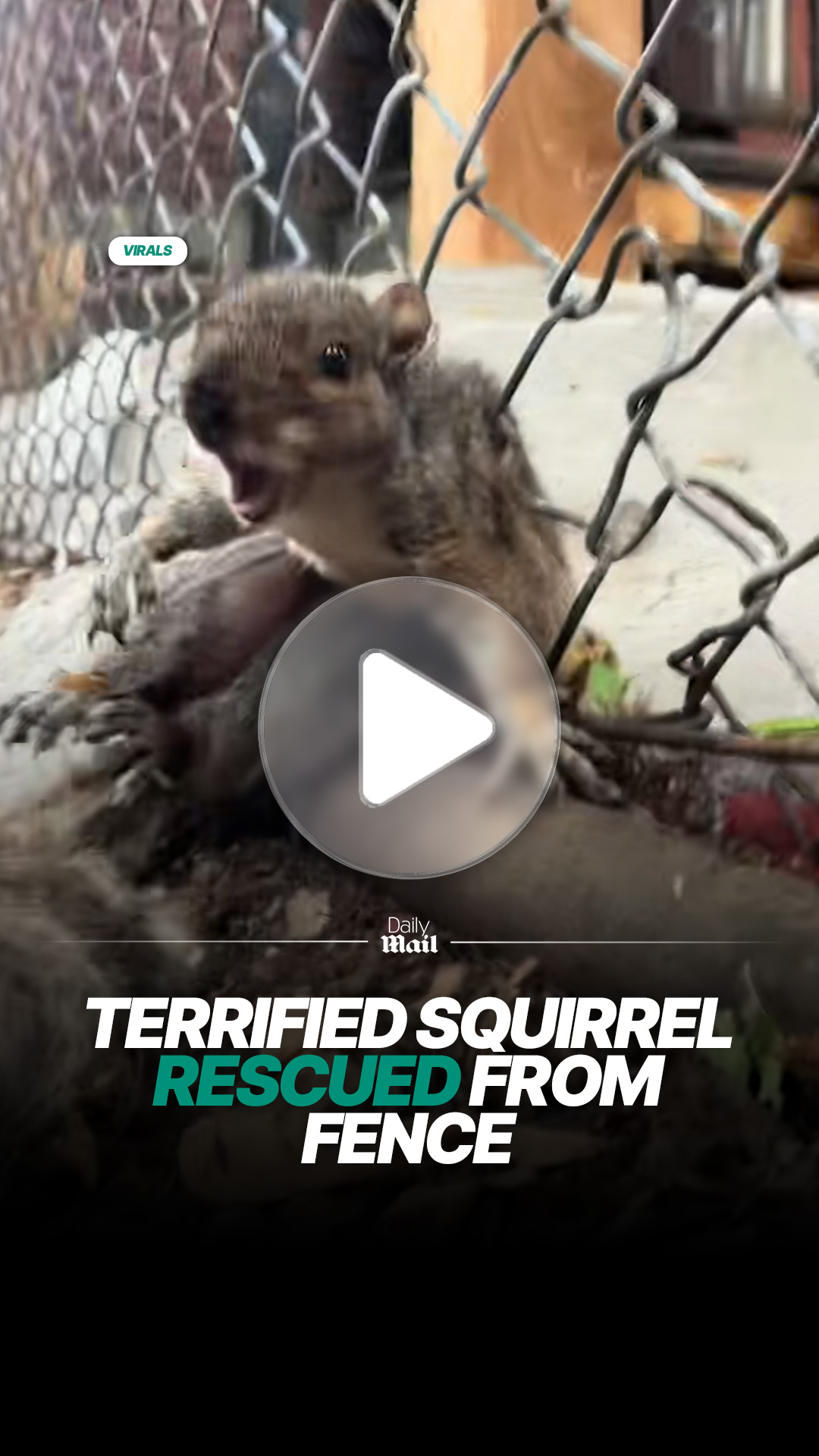 She calmed the squirrel down 🥰 | Daily Mail Video | Facebook