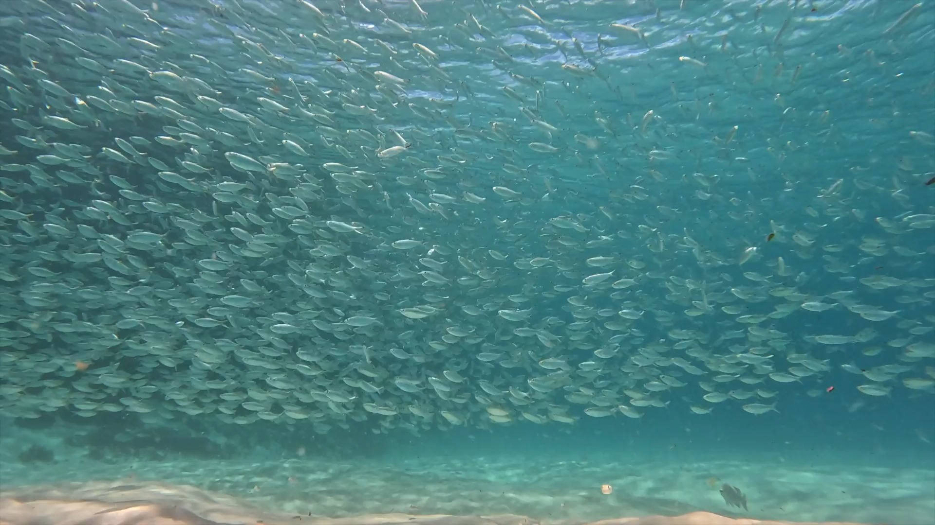 Herring are a ripper bait for many predatory fish species across ...