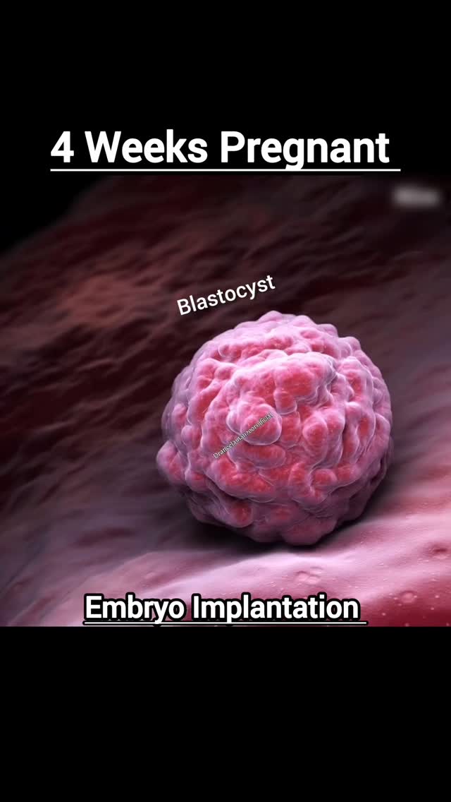 4 Weeks pregnant embryo Implantation | Dr.aneela manzoor-RPH | Facebook