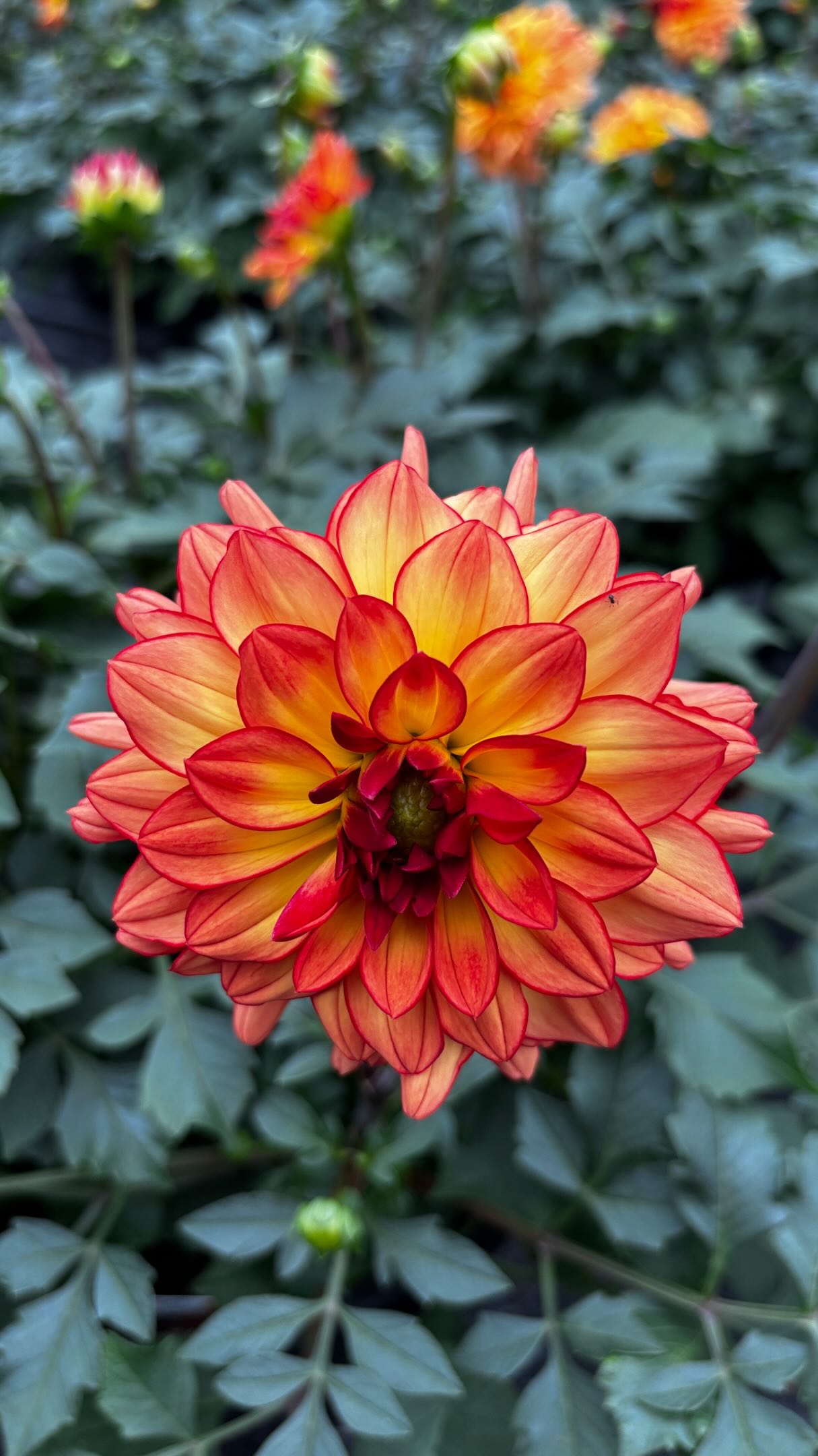 Meet the flower with roots as bold and beautiful as its blooms