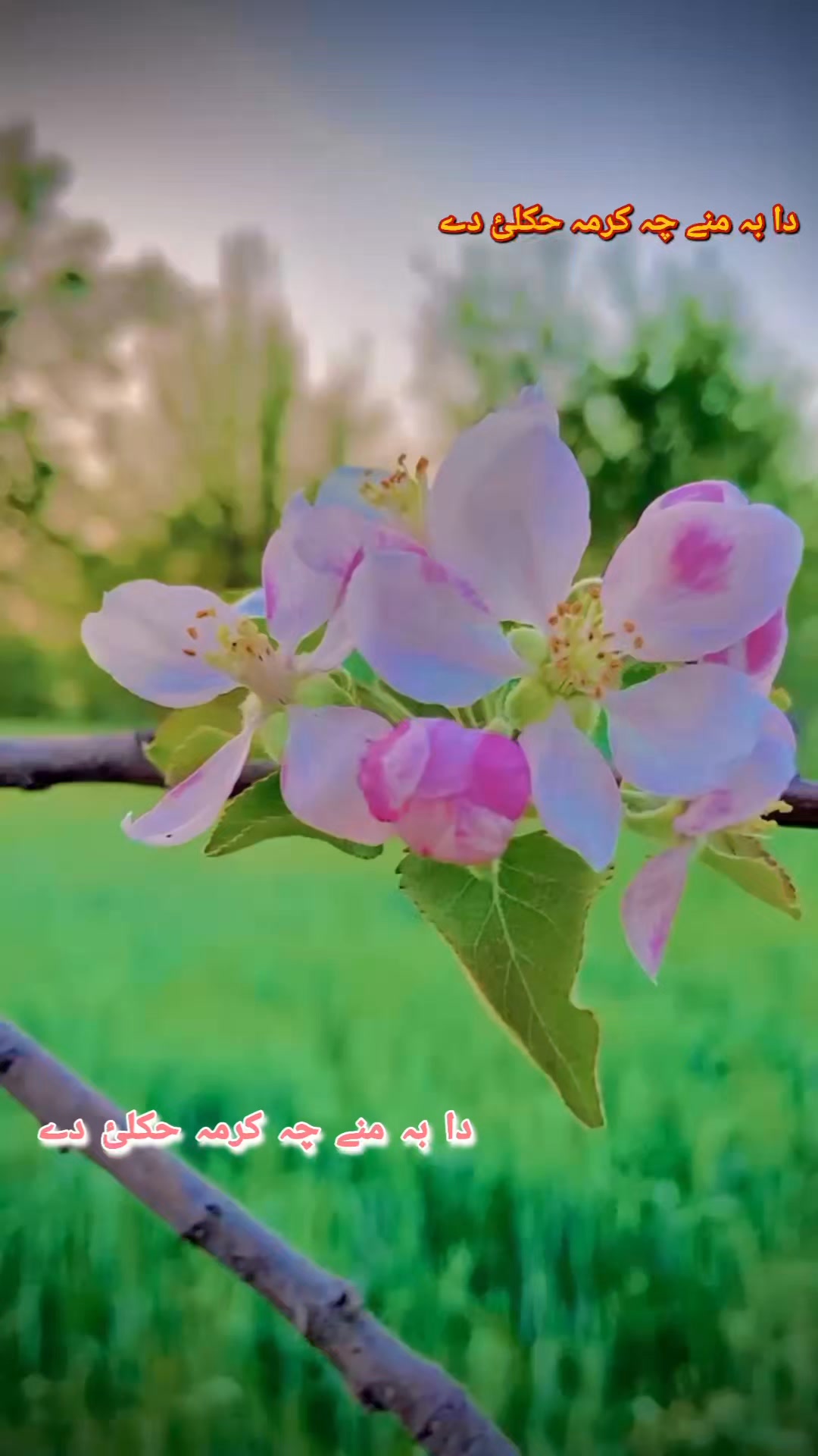 پسر لئے راغلئ دا بہ منے چہ کرمہ حکلئ دے | دا بہ منے چہ کرمہ حکلئ دے ...