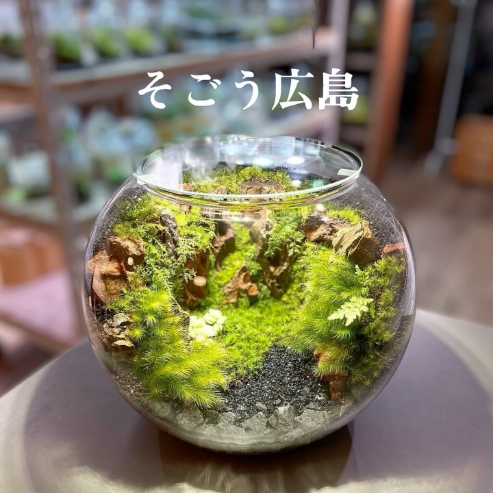 ヒレ長専門店　テラリウム Feel - 屋外イベントのディスプレイ用にオーダー頂きました。 容器:10ℓ