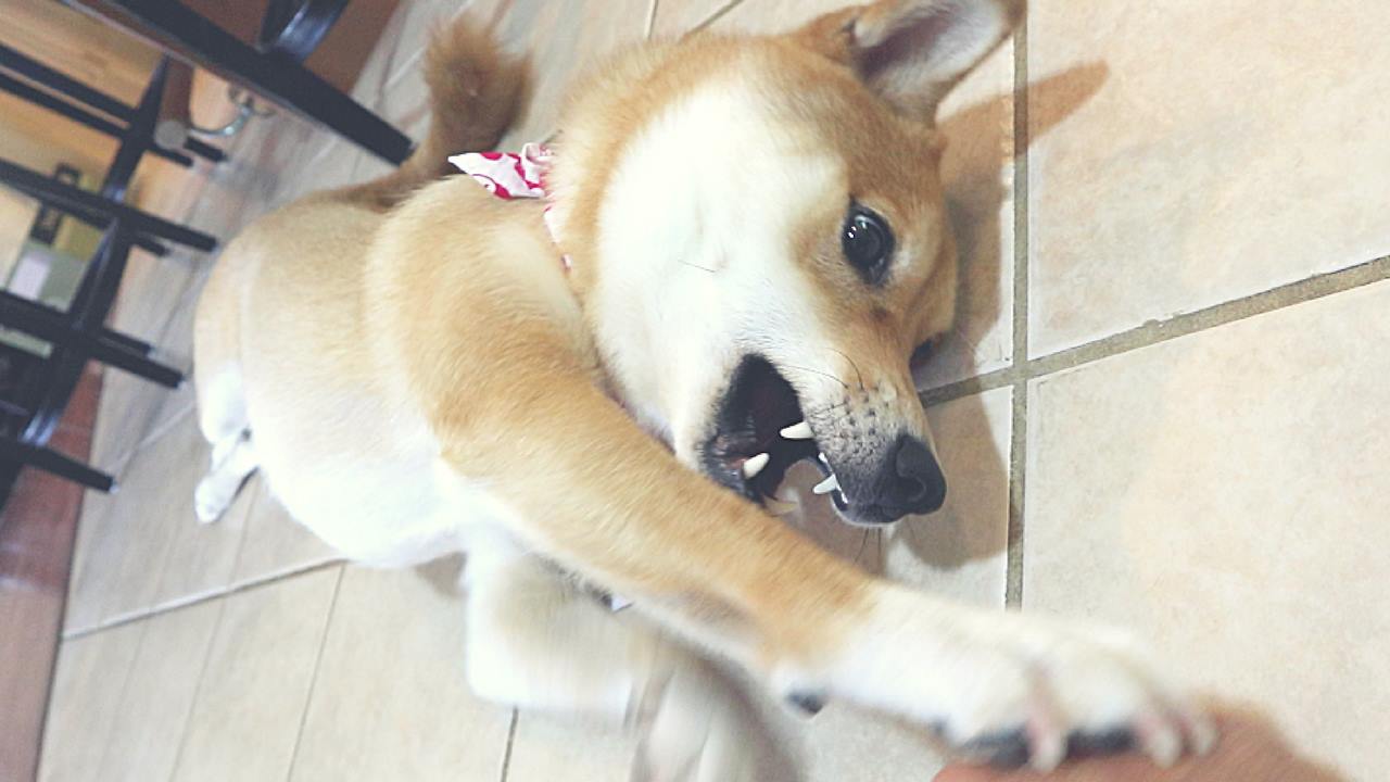 Haru The Shiba Inu Posts Facebook