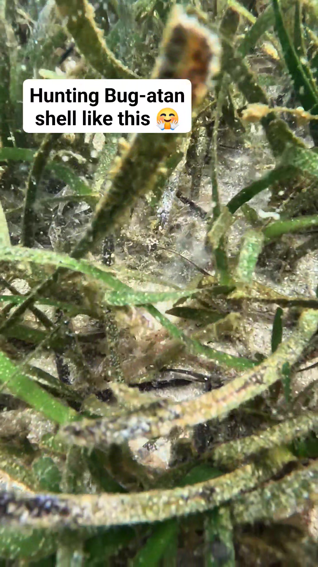Gipana Ang Bug-atan shell #bugatanqueenernalynrubin | Ernalyn Ybañez ...