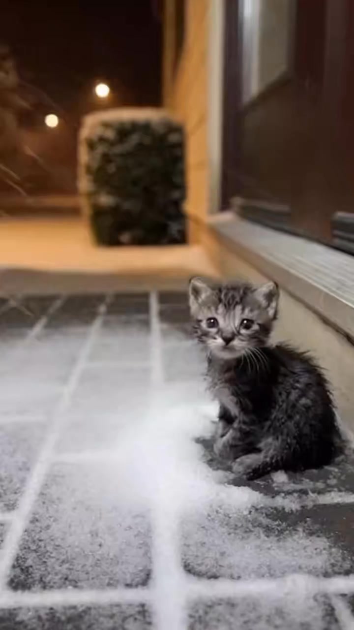This tiny kitten was found alone in freezing snow, cold, scared, and ...