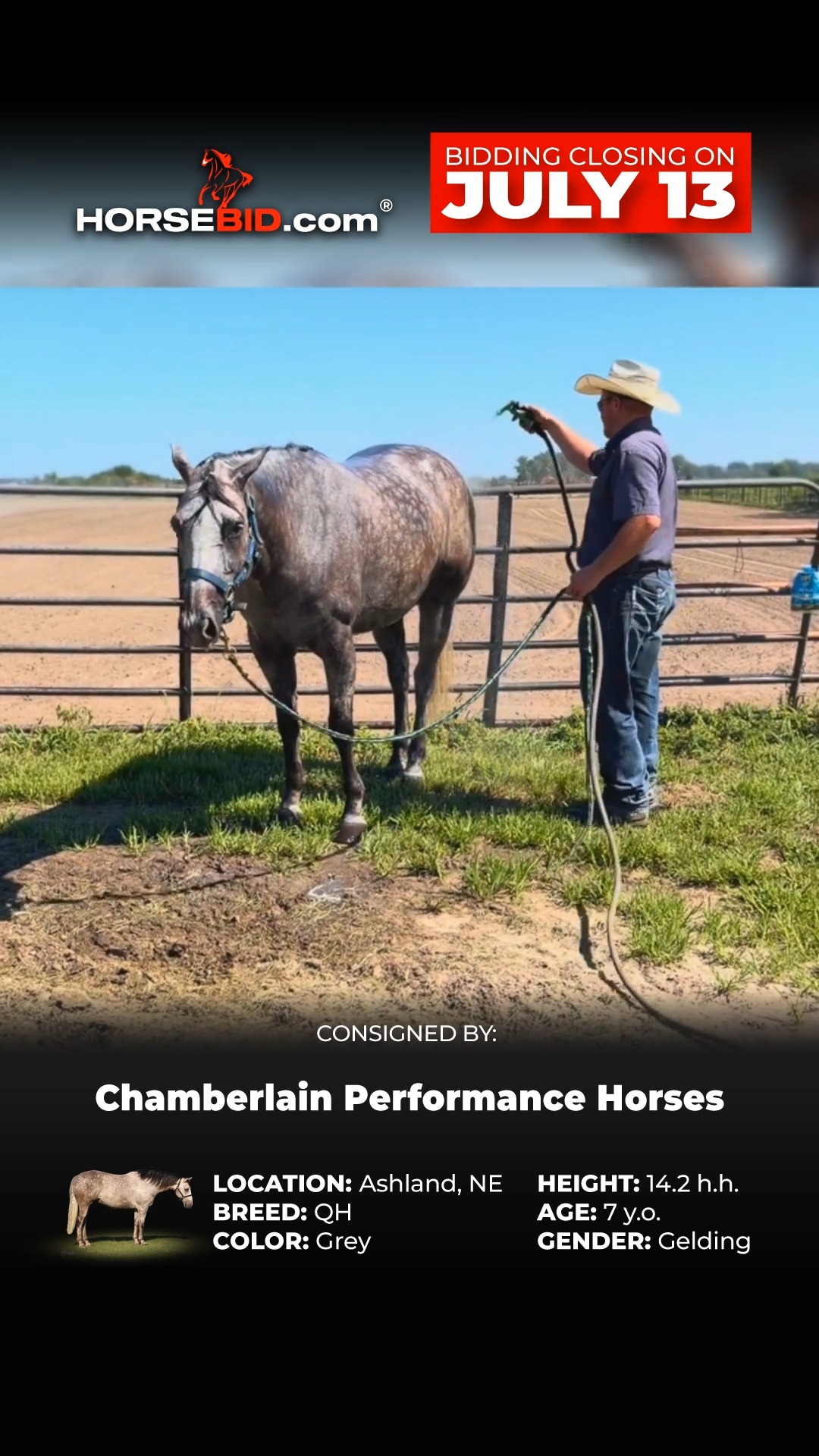 We are excited to offer you another top quality lineup of horses