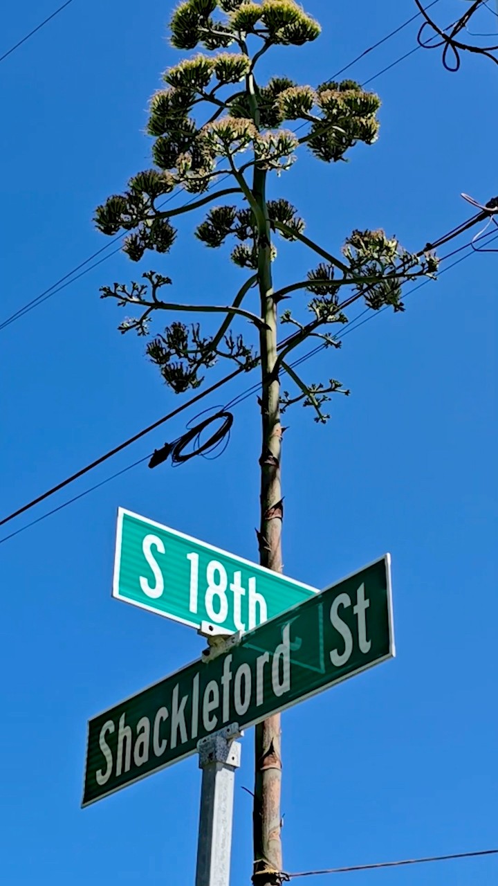 UPDATE: See the rare bloom of a decades-old #Agave plant reaching