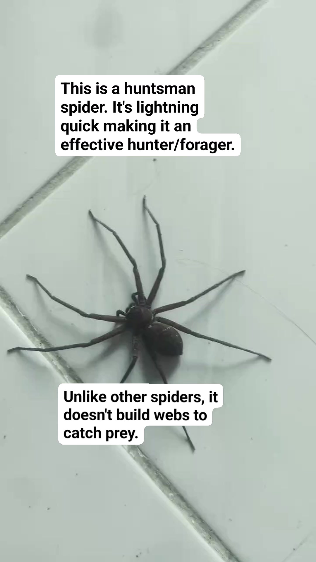 Huntsman spiders prey on small... - The Cordilleran Sun | Facebook
