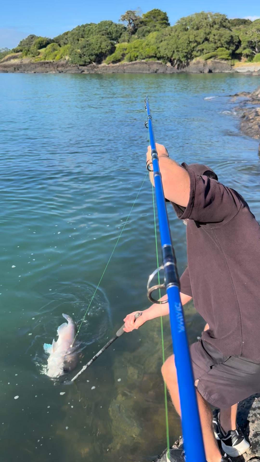 eagle hook fishing reel Claw L910 Lazer Sharp Single Spinner Fluke Rigs, Multi, One Size : Bait Rigs : Sports & Outdoors Constructed with an up Lazer Sharp L198F-2/0 Circle Trot