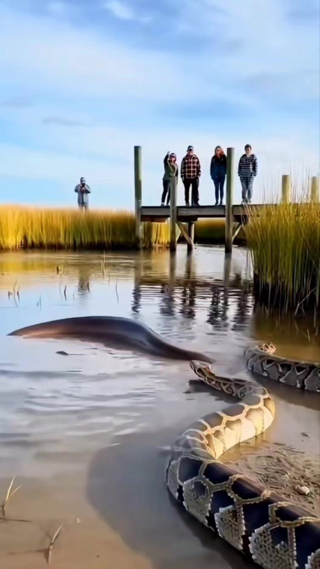 Python vs electric eel 😱😱😱 #wildlife #animals | cross Sheldon | Facebook