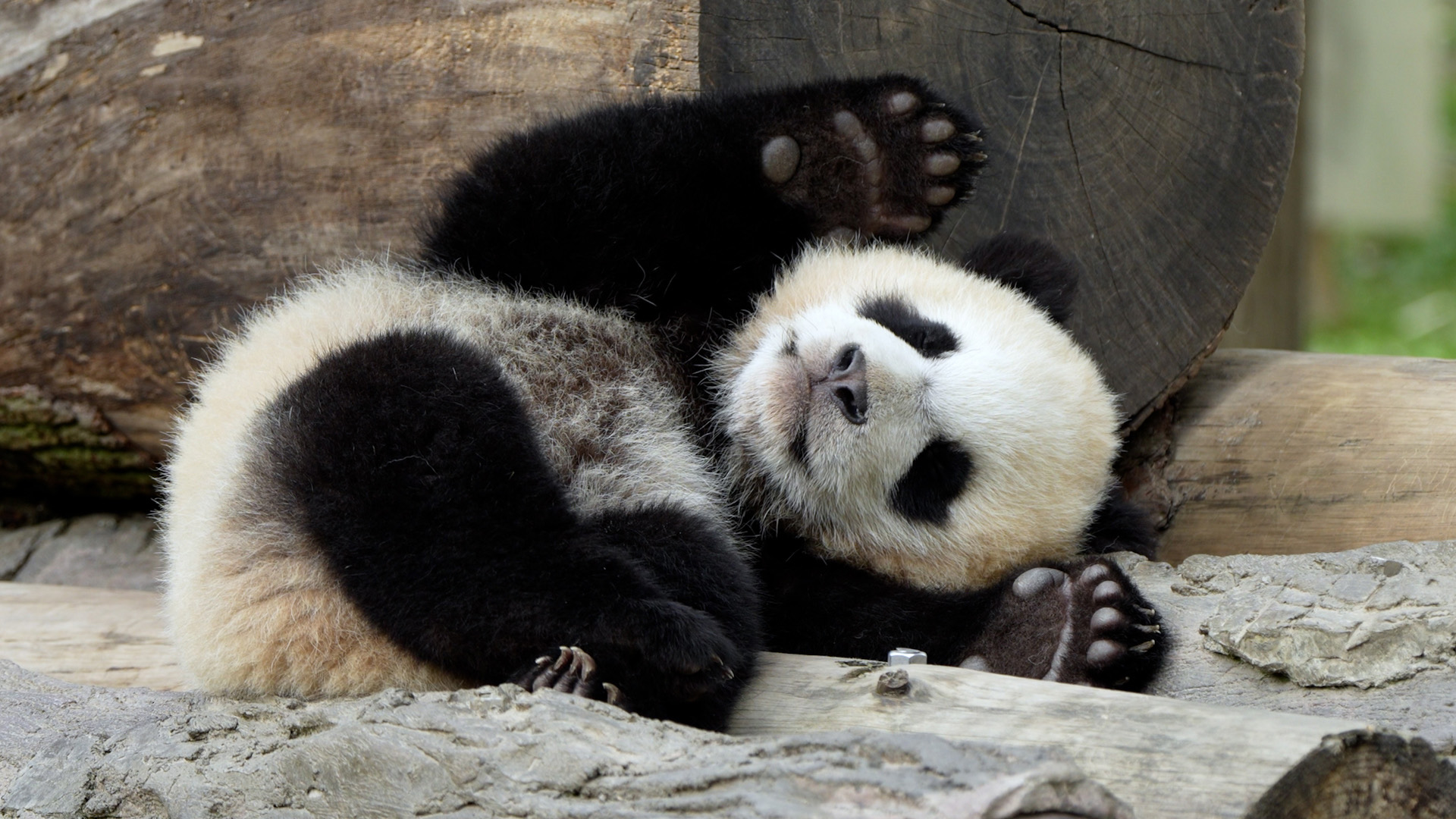 Getting camera-ready proves tougher than it looks! (Mei Mei's cub) # ...