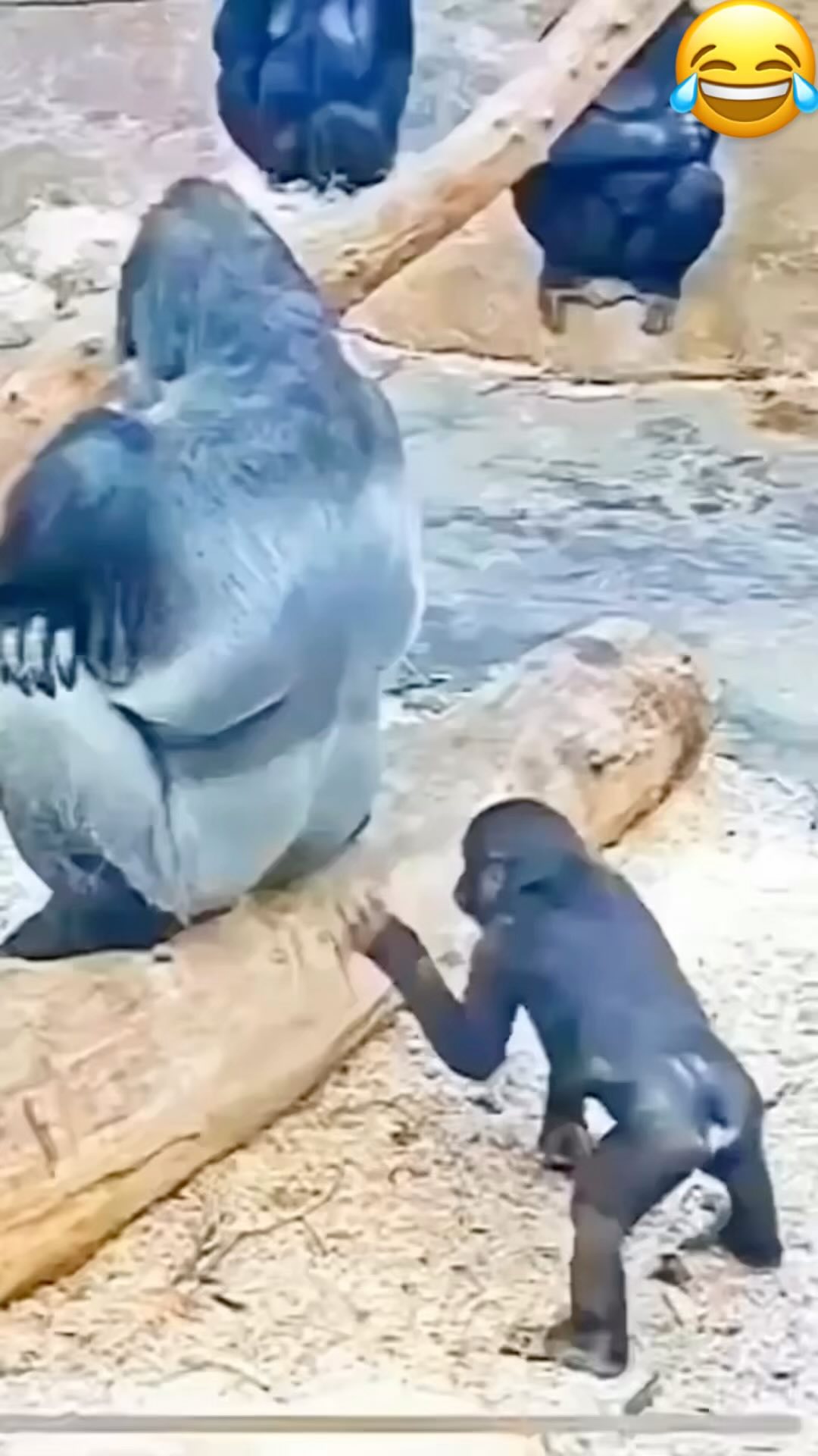 Follow for more videos 🐒👆 🙏 •Video Credit 📸: @monkeyloversklub Kindly ...