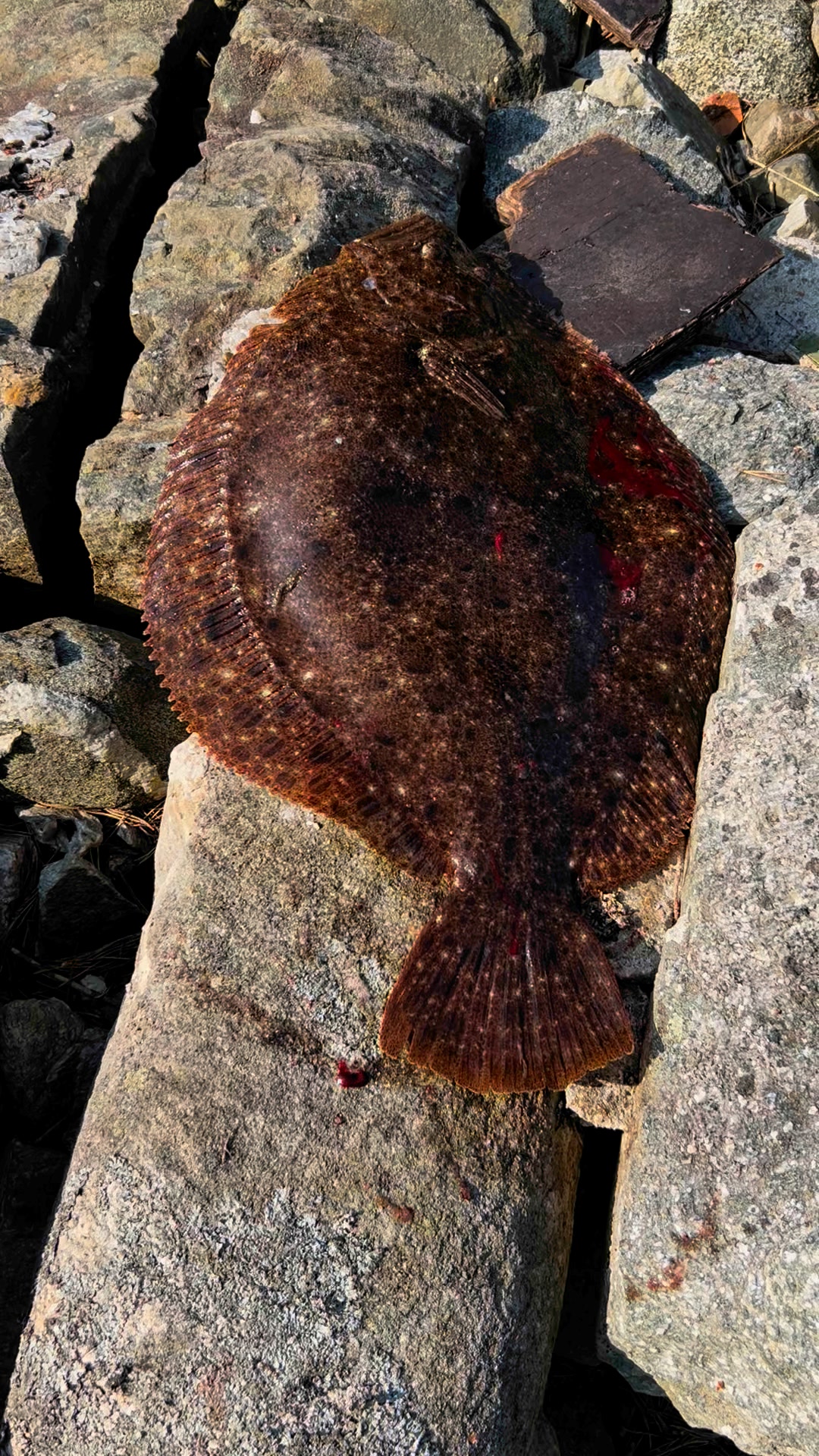 Still alive Halibut #reelsfypシ #followers #fishing | Elena Arsua ...
