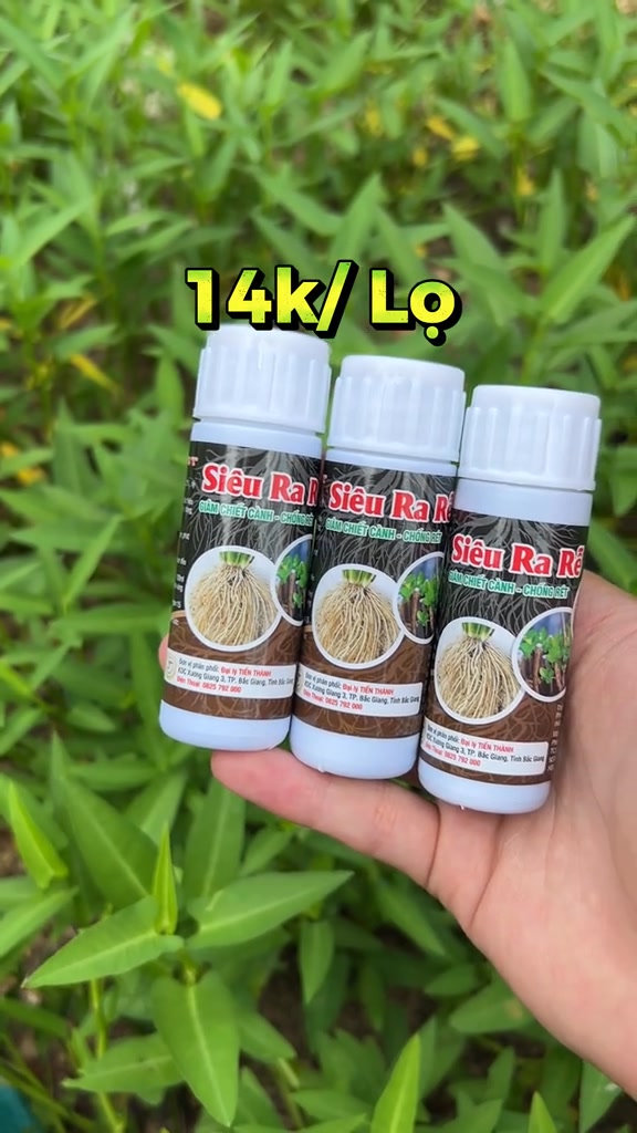 CÂY VÀNG LÁ, HƯ RỄ – ĐỪNG VỘI NHỔ BỎ! Chỉ cần 1 chai Siêu Kích Rễ Phục ...