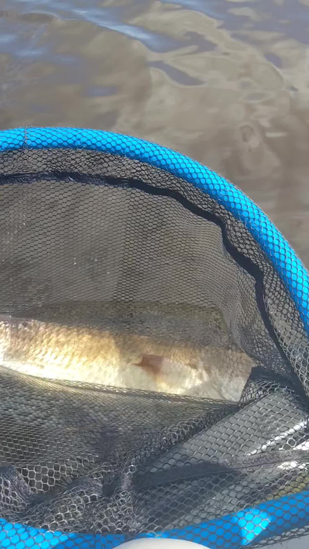 jansport backpack for survival kit Airlift – plus a sleeve for Lew's Laser HS 6'6 Color:3/16oz Gizzard Shad adult tackle snackle