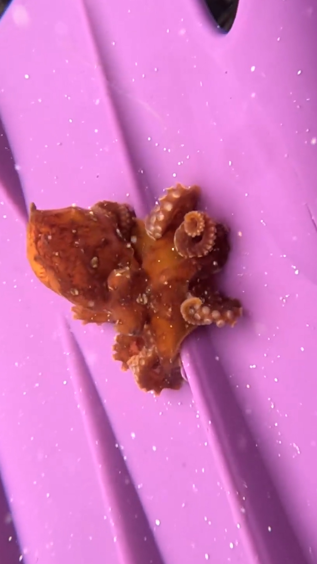 This chance encounter marks only the second time the species has been ...