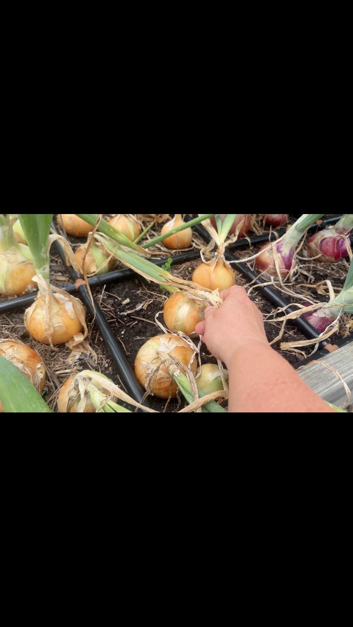 Learn how to store your potatoes, onions, and garlic so they last for ...
