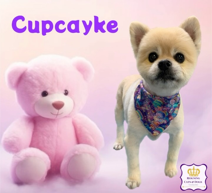 Reigning Cats & Dogs | Hillsdale NJ
