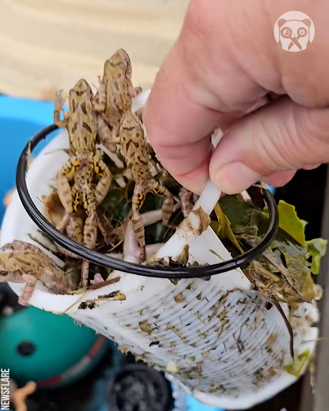 Frogs discovered in pool motor during cleaning | Bored Panda Animals ...